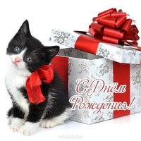 Открытка с днём рождения с котёнком