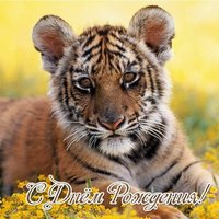 Открытка с днём рождения с тигром