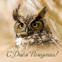 Открытка с днём рождения сова