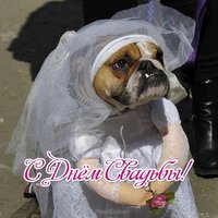 Открытка с днём свадьбы прикольная смешная