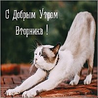 Открытка с добрым утром весенняя со вторником