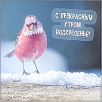 Открытка с добрым зимним воскресным утром