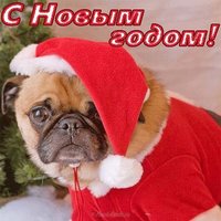 Открытка с новым годом собаки 2018 бесплатно