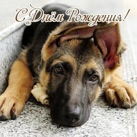 Открытка с овчаркой с днем рождения
