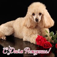 Открытка с пуделем с днем рождения