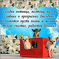 Открытка с пятницей и хороших выходных смешная