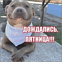 Открытка с пятницей прикольная для ватсапа