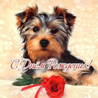 Открытка с йорками с днем рождения