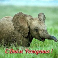 Открытка слон с днем рождения