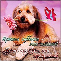 Поздравление с субботой прикольное в картинке