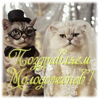 Прикольная открытка молодоженам