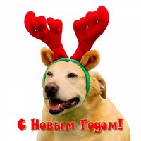 Прикольная открытка на год собаки