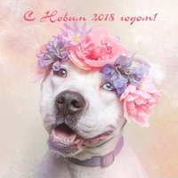 Прикольная открытка с 2018 годом