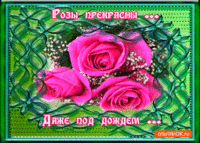 Розы прекрасны даже под дождём