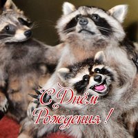 С днем рождения открытка енот