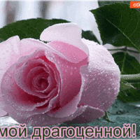Открытка с нежно-розовой розой самой драгоценной