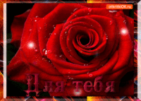 Шикарная роза для тебя