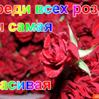 Открытка с розами — среди всех роз ты самая красивая