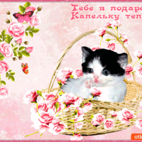Открытка с котёнком в корзине роз тебе в подарок