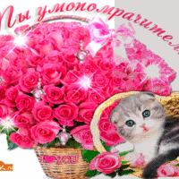 Открытка с розами и котёнком — ты умопомрачительная