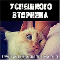 Успешного вторника прикольная картинка