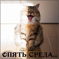Утро среды картинка прикольная
