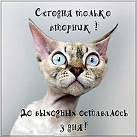 Веселая картинка про вторник на работе