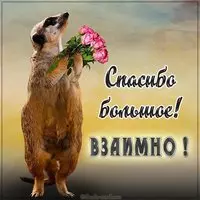 Бесплатная открытка спасибо большое а также взаимно