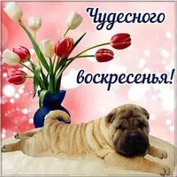 Чудесного воскресенья картинка прикольная