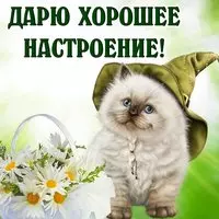 Картинка с котёнком в шляпе — дарю хорошее настроение