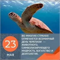 День черепахи картинка с цитатами