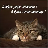 Доброе утро четверга картинка прикольная