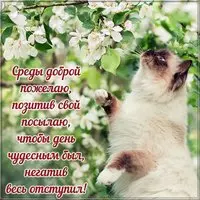 Доброй среды картинка прикольная с надписями