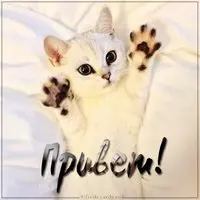 Прикольная картинка с белым котёнком — привет