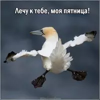 Прикольная картинка с птицей — лечу к тебе, пятница