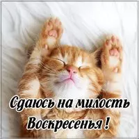 Прикольная картинка с котёнком — сдаюсь воскресенью