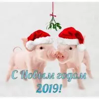 Картинка на Новый Год свиньи прикольная загрузить