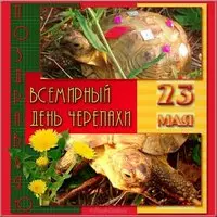 Картинка поздравление с днем черепахи