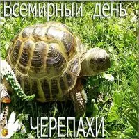 Картинка с днем черепахи