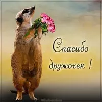 Картинка спасибо дружочек