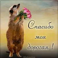 Картинка спасибо моя дорогая
