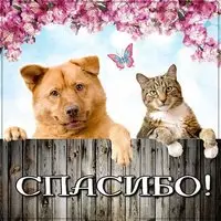 Картинка спасибо прикольная смешная красивая