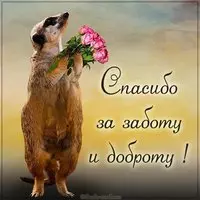 Картинка спасибо за заботу и доброту