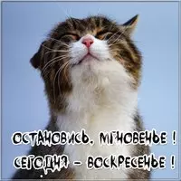 Картинка воскресенье прикольная друзьям