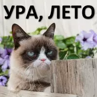 Прикольная картинка с недовольным котом — ура, лето