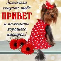 Открытка с йорком в платье — забежала сказать привет