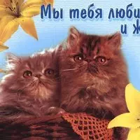 Открытка с котятами в корзине — мы тебя любим и ждём