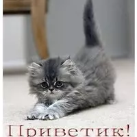 Картинка с пушистым серым котёнком — приветик