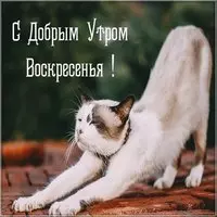 Открытка доброе утро воскресенье бесплатная