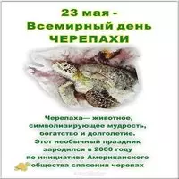 Открытка красивая с днем черепахи